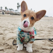 So many cute corgis you&#39;ve never seen before