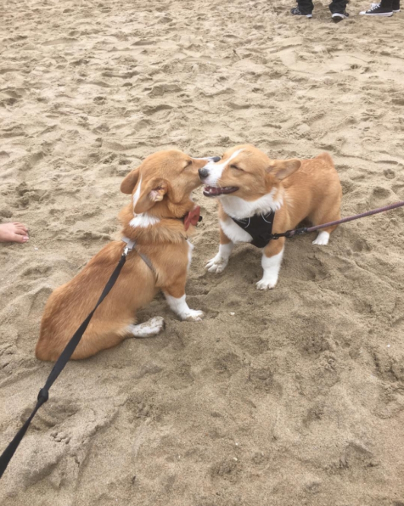 So many cute corgis you've never seen before So many cute corgis you've never seen before