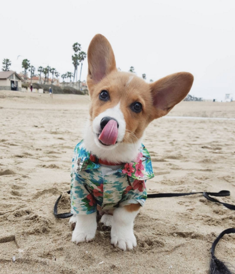 So many cute corgis you've never seen before So many cute corgis you've never seen before