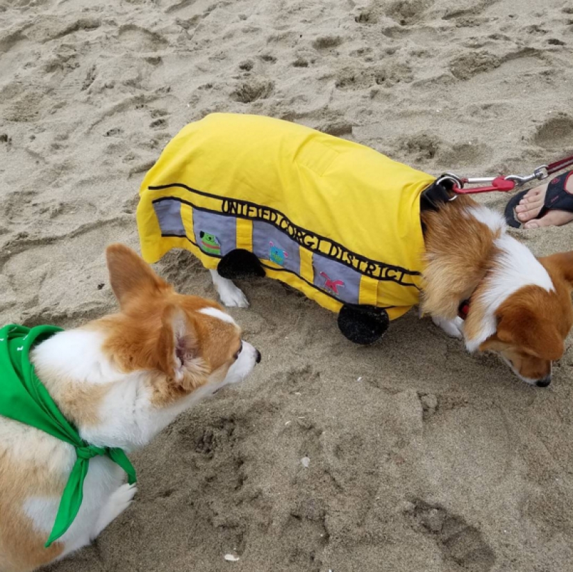 So many cute corgis you've never seen before So many cute corgis you've never seen before