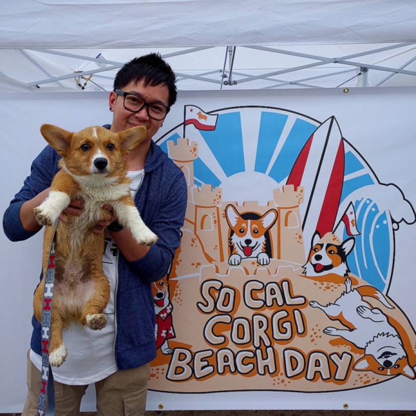 So many cute corgis you've never seen before So many cute corgis you've never seen before