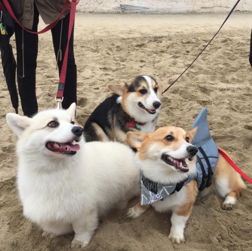 So many cute corgis you've never seen before So many cute corgis you've never seen before