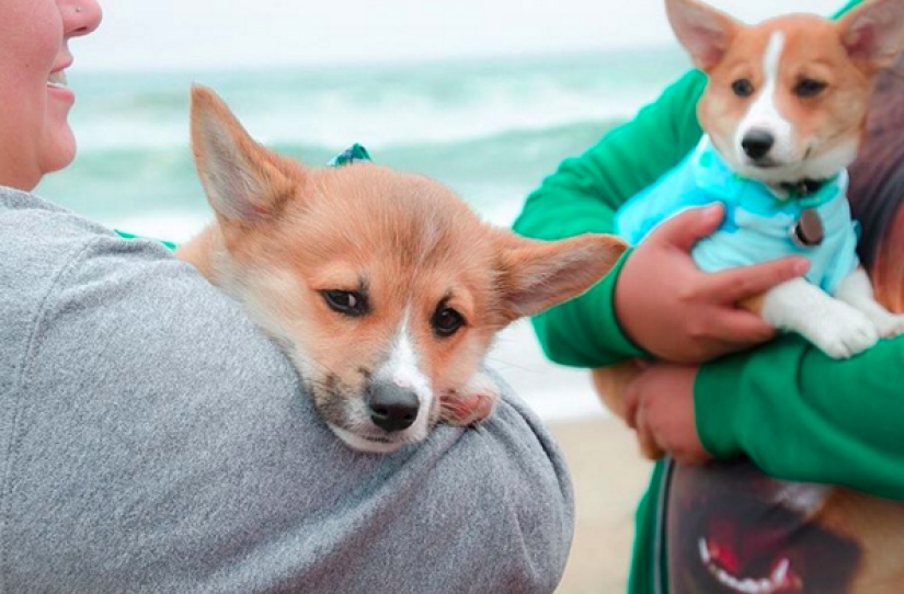 So many cute corgis you've never seen before So many cute corgis you've never seen before