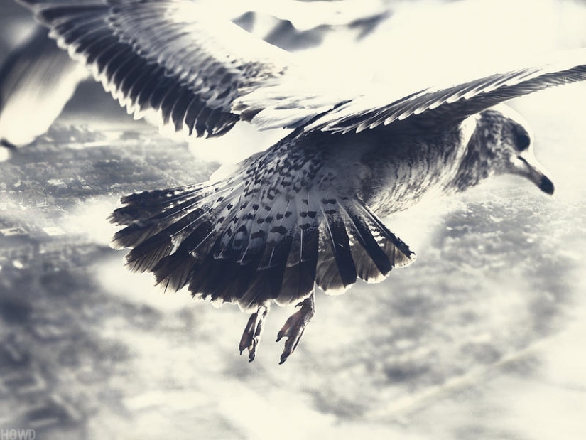 Soaring above the ground like a bird Soaring above the ground like a bird