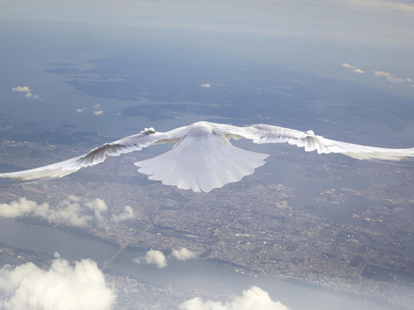 Soaring above the ground like a bird Soaring above the ground like a bird