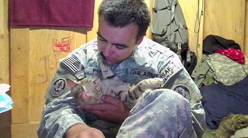 Soldado estadounidense trajo un gato de Afganistán Soldado estadounidense trajo un gato de Afganistán