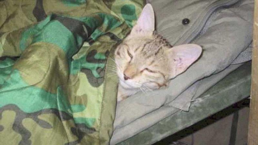 Soldado estadounidense trajo un gato de Afganistán Soldado estadounidense trajo un gato de Afganistán