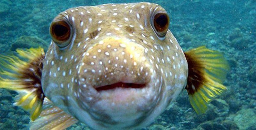 Some Very Strange Advice from the Chinese Government to Citizens Traveling Abroad Some Very Strange Advice from the Chinese Government to Citizens Traveling Abroad