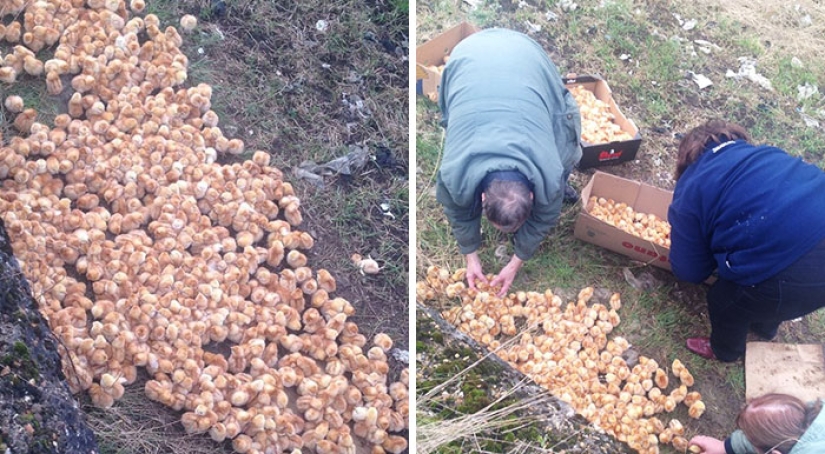Someone took 1,000 chickens to a field and left them there to die