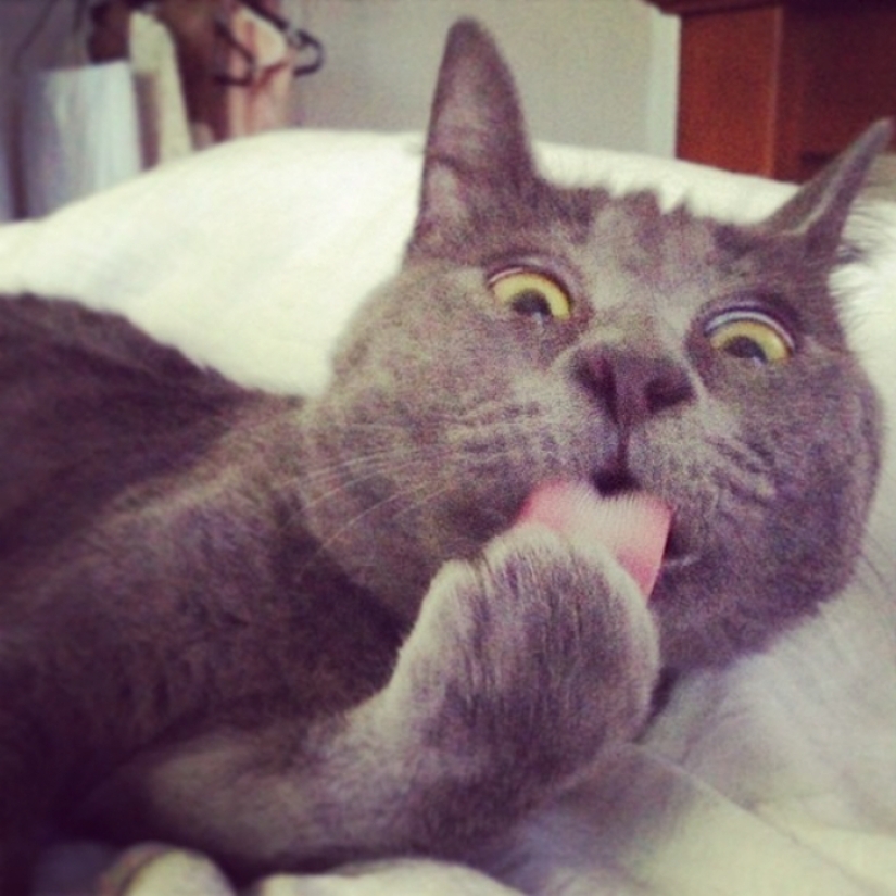 Something is wrong with Kevin: this cat always looks surprised
