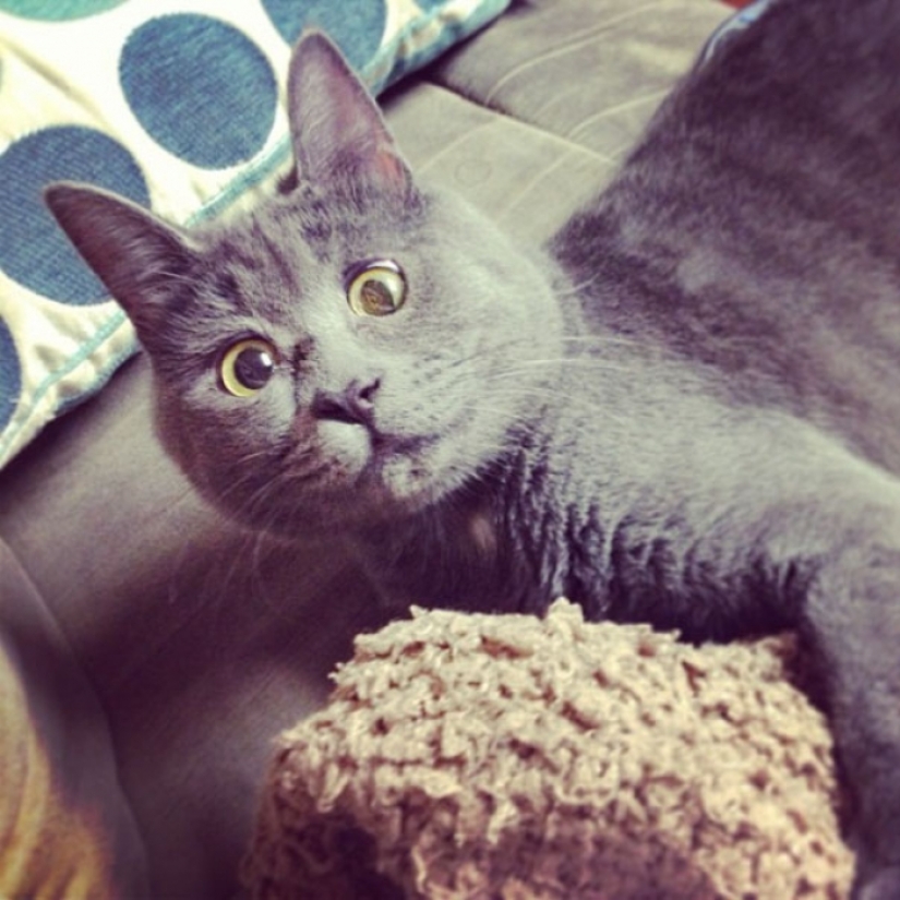 Something is wrong with Kevin: this cat always looks surprised