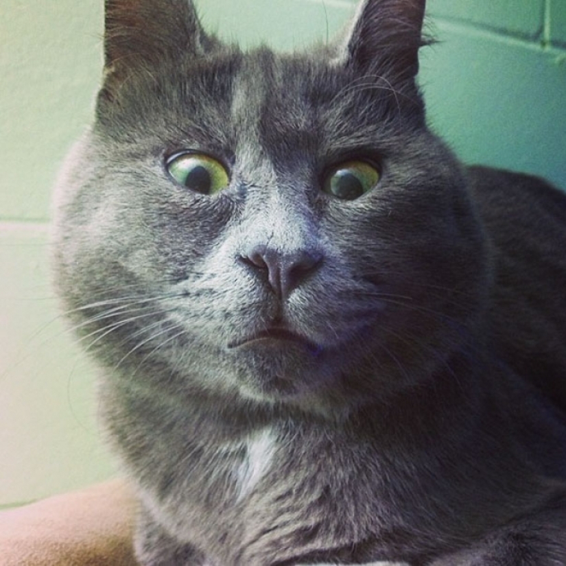 Something is wrong with Kevin: this cat always looks surprised