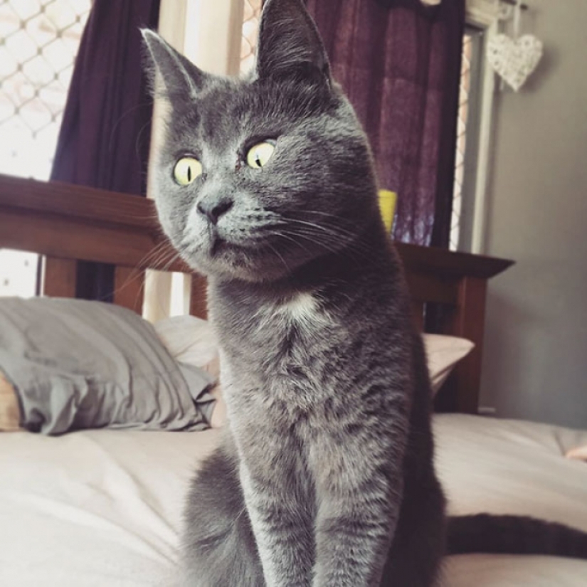 Something is wrong with Kevin: this cat always looks surprised