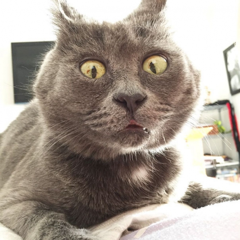 Something is wrong with Kevin: this cat always looks surprised
