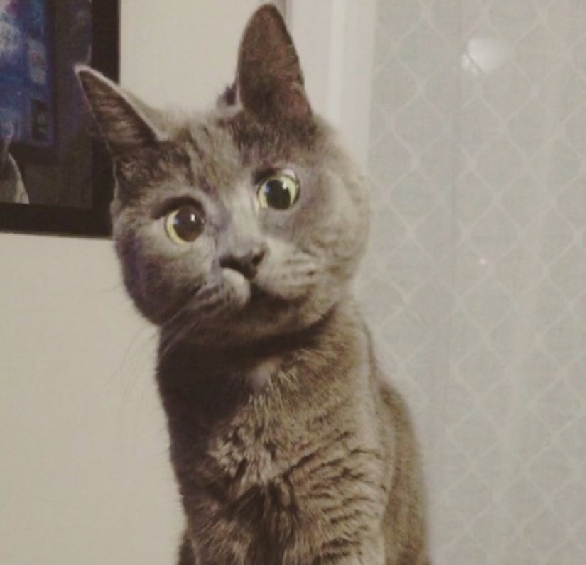 Something is wrong with Kevin: this cat always looks surprised