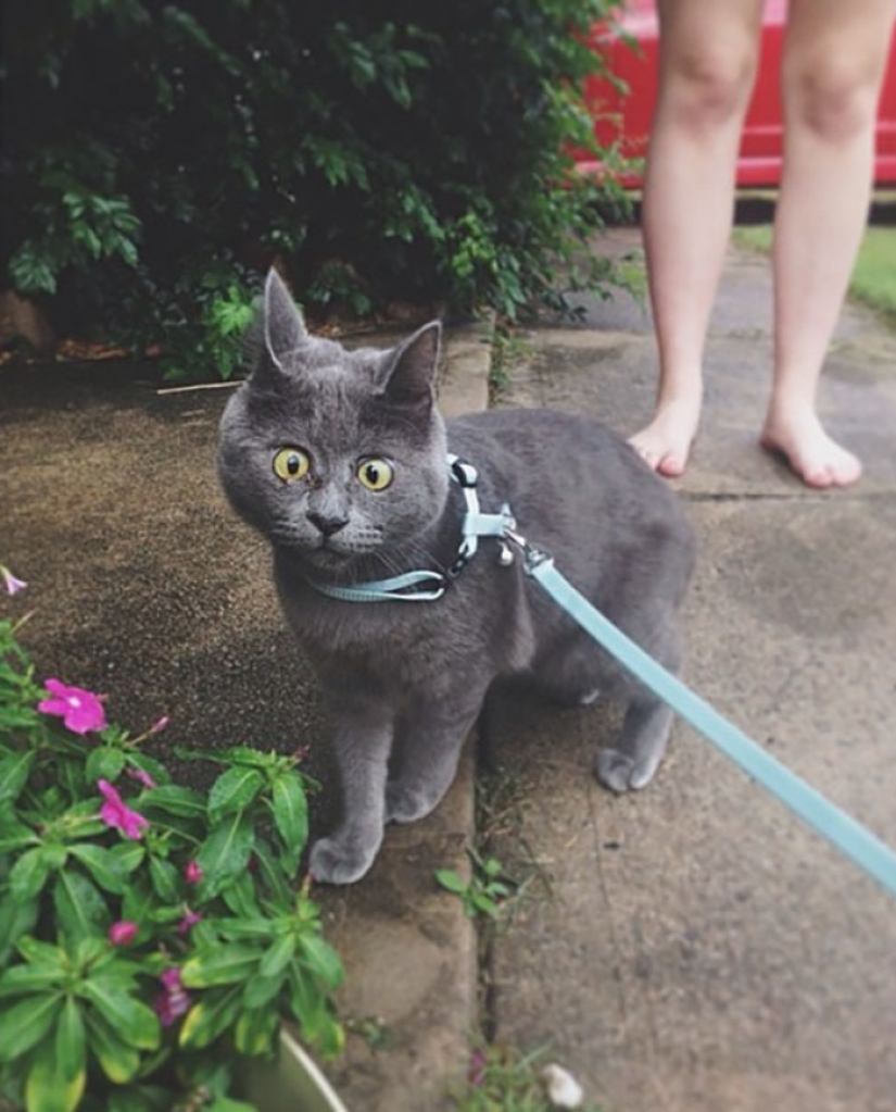 Something is wrong with Kevin: this cat always looks surprised