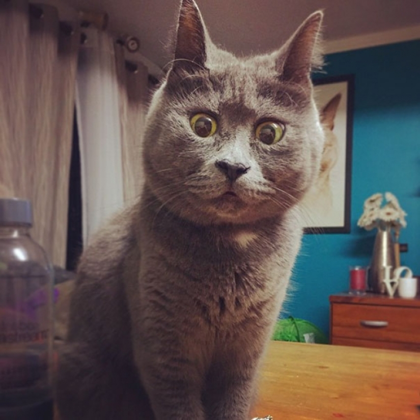 Something is wrong with Kevin: this cat always looks surprised