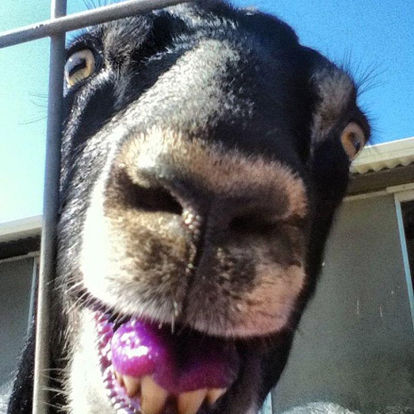 Sonrisas de cabra Sonrisas de cabra