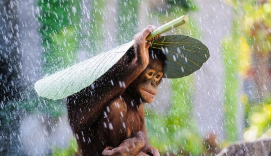 Sony World Photography Awards 2015 - La flor y nata de la fotografía durante todo el año