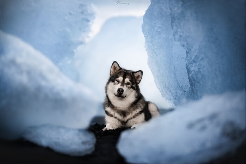 Soy fotógrafo de perros y aquí están 20 de mis mejores fotografías tomadas en Islandia Soy fotógrafo de perros y aquí están 20 de mis mejores fotografías tomadas en Islandia