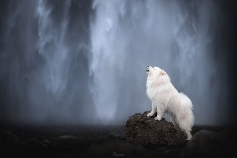 Soy fotógrafo de perros y aquí están 20 de mis mejores fotografías tomadas en Islandia Soy fotógrafo de perros y aquí están 20 de mis mejores fotografías tomadas en Islandia