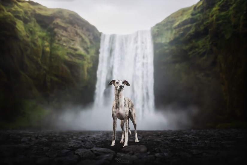 Soy fotógrafo de perros y aquí están 20 de mis mejores fotografías tomadas en Islandia Soy fotógrafo de perros y aquí están 20 de mis mejores fotografías tomadas en Islandia