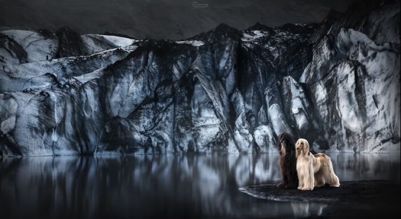 Soy fotógrafo de perros y aquí están 20 de mis mejores fotografías tomadas en Islandia Soy fotógrafo de perros y aquí están 20 de mis mejores fotografías tomadas en Islandia