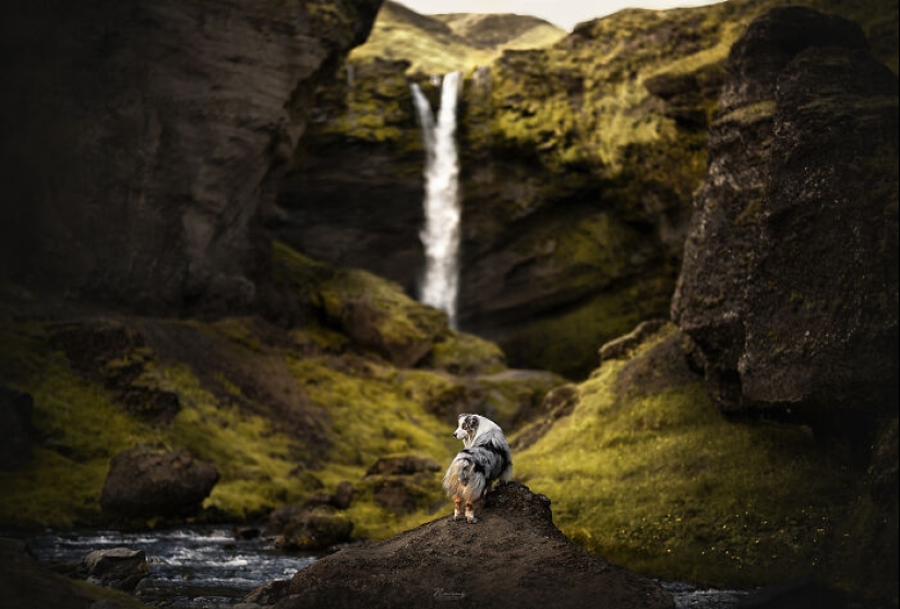 Soy fotógrafo de perros y aquí están 20 de mis mejores fotografías tomadas en Islandia Soy fotógrafo de perros y aquí están 20 de mis mejores fotografías tomadas en Islandia