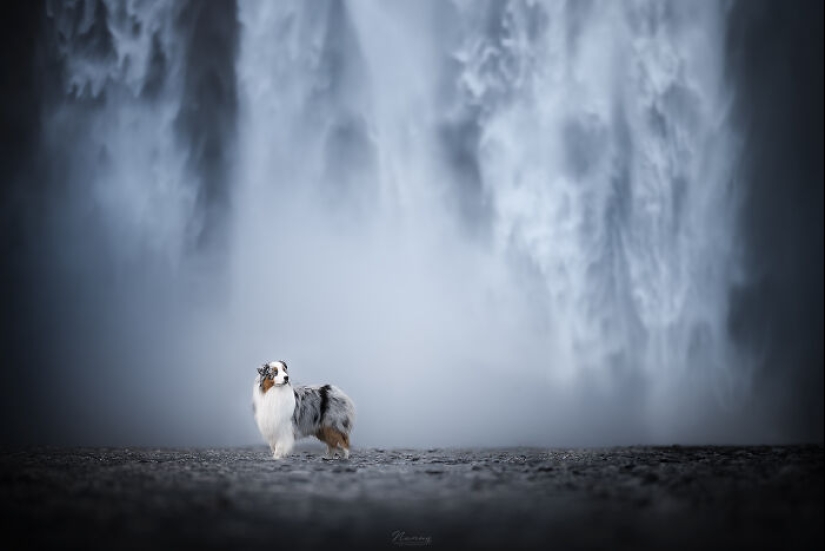 Soy fotógrafo de perros y aquí están 20 de mis mejores fotografías tomadas en Islandia Soy fotógrafo de perros y aquí están 20 de mis mejores fotografías tomadas en Islandia