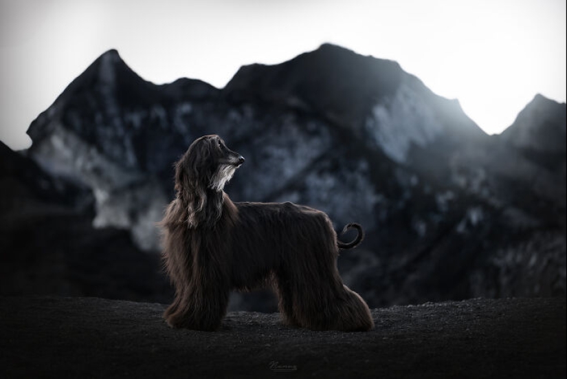 Soy fotógrafo de perros y aquí están 20 de mis mejores fotografías tomadas en Islandia Soy fotógrafo de perros y aquí están 20 de mis mejores fotografías tomadas en Islandia