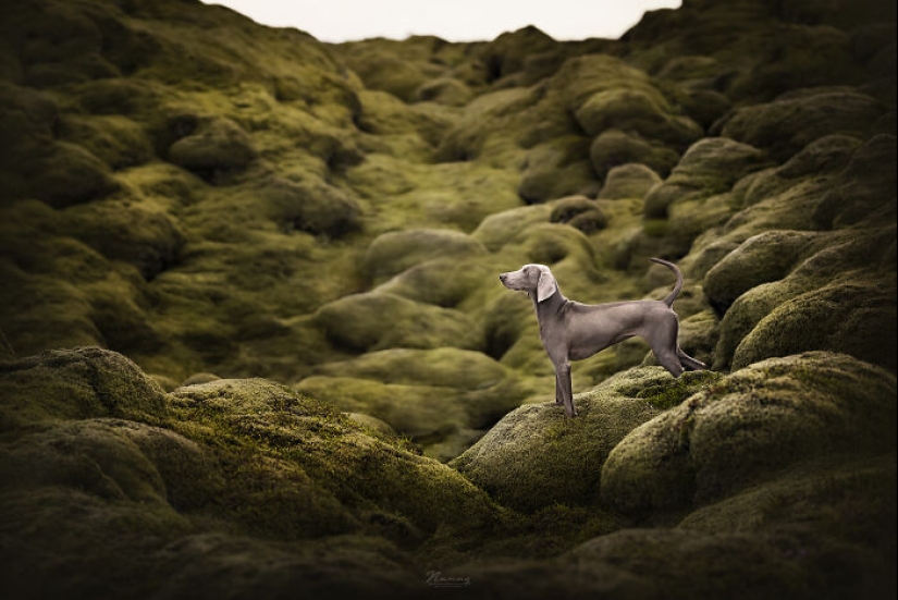 Soy fotógrafo de perros y aquí están 20 de mis mejores fotografías tomadas en Islandia Soy fotógrafo de perros y aquí están 20 de mis mejores fotografías tomadas en Islandia