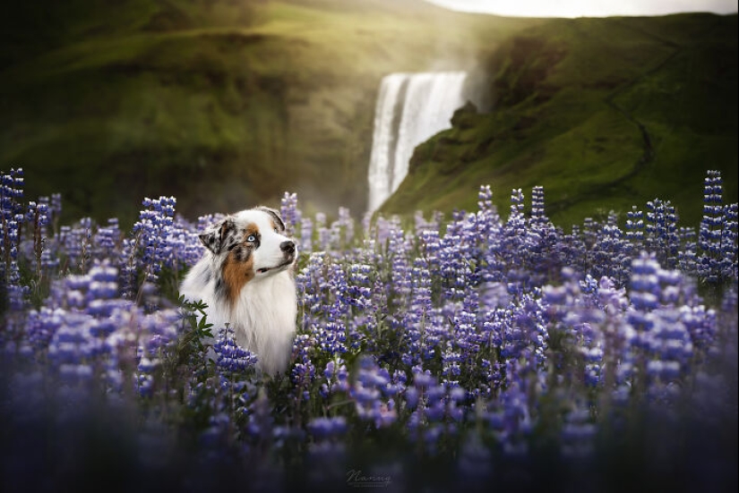 Soy fotógrafo de perros y aquí están 20 de mis mejores fotografías tomadas en Islandia Soy fotógrafo de perros y aquí están 20 de mis mejores fotografías tomadas en Islandia