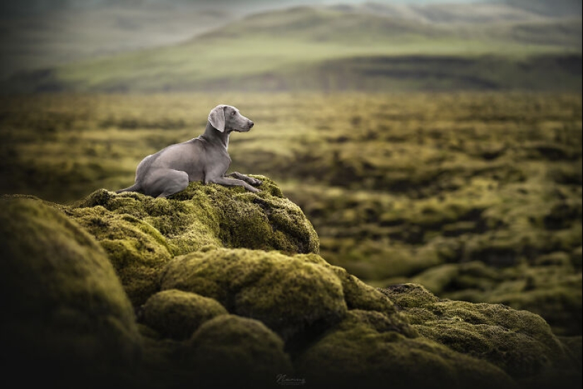 Soy fotógrafo de perros y aquí están 20 de mis mejores fotografías tomadas en Islandia Soy fotógrafo de perros y aquí están 20 de mis mejores fotografías tomadas en Islandia