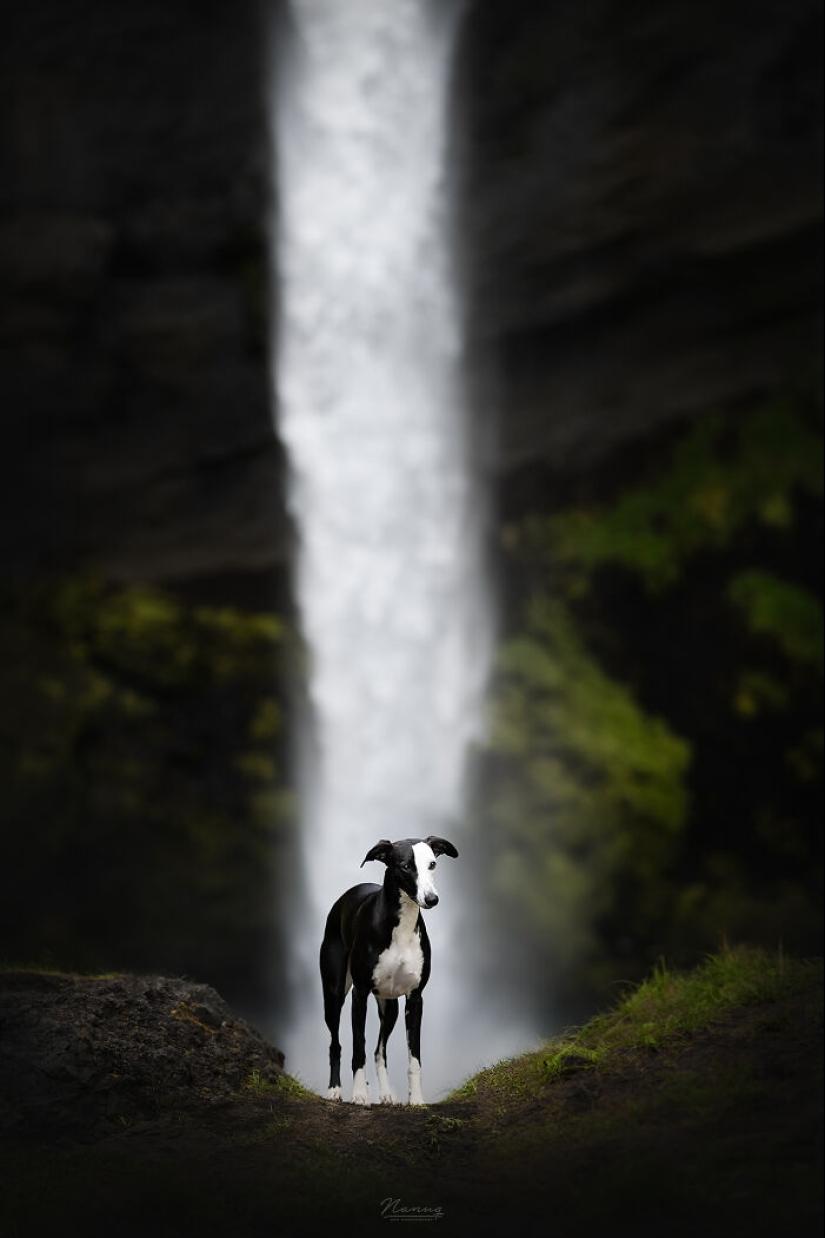 Soy fotógrafo de perros y aquí están 20 de mis mejores fotografías tomadas en Islandia Soy fotógrafo de perros y aquí están 20 de mis mejores fotografías tomadas en Islandia