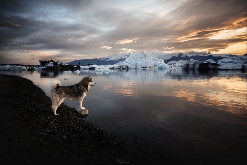 Soy fotógrafo de perros y aquí están 20 de mis mejores fotografías tomadas en Islandia Soy fotógrafo de perros y aquí están 20 de mis mejores fotografías tomadas en Islandia