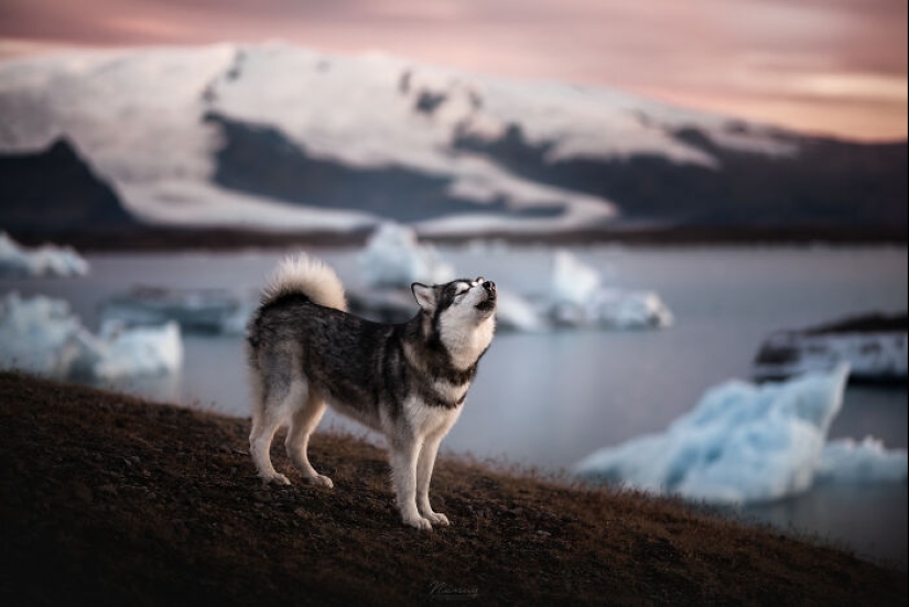 Soy fotógrafo de perros y aquí están 20 de mis mejores fotografías tomadas en Islandia Soy fotógrafo de perros y aquí están 20 de mis mejores fotografías tomadas en Islandia