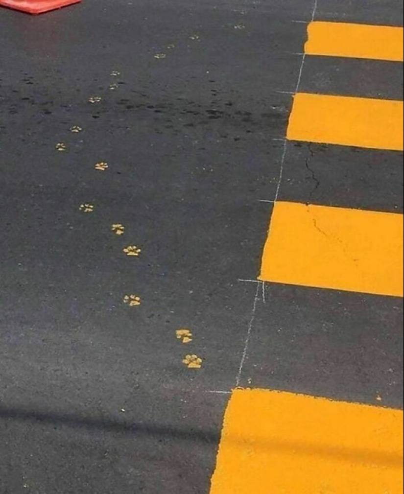 "Soy tímido, pero soy libre": 80 imágenes divertidas pero confusas