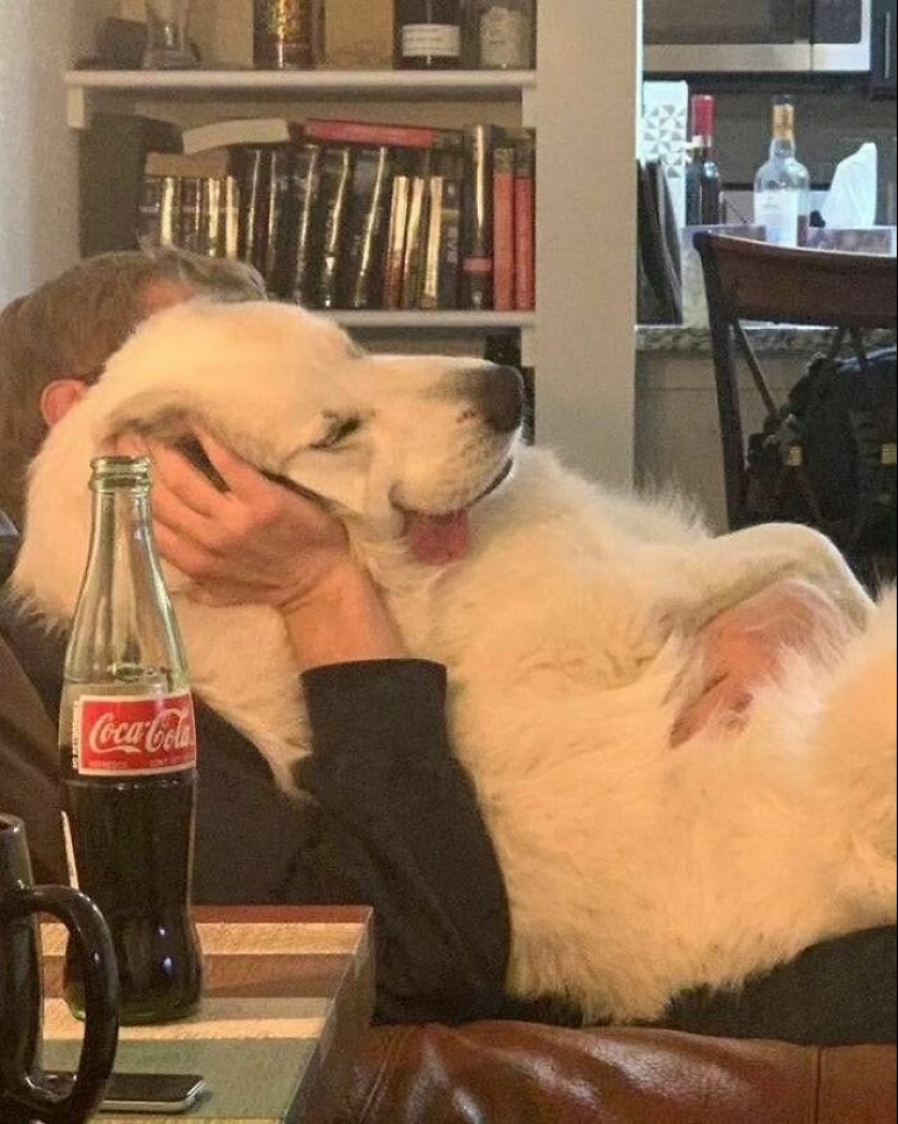 "Soy tímido, pero soy libre": 80 imágenes divertidas pero confusas