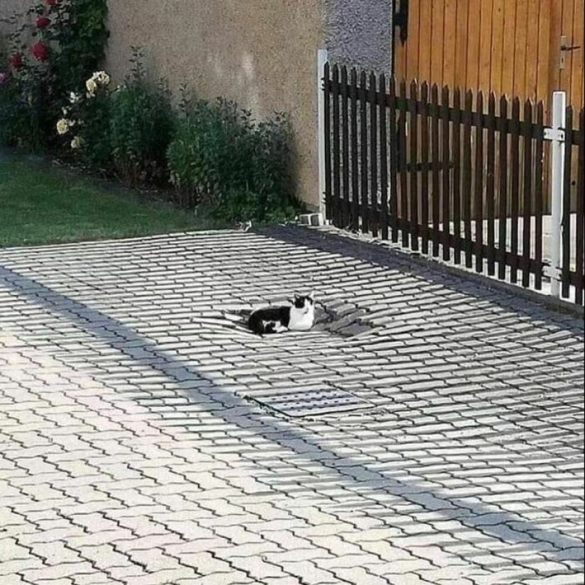 "Soy tímido, pero soy libre": 80 imágenes divertidas pero confusas