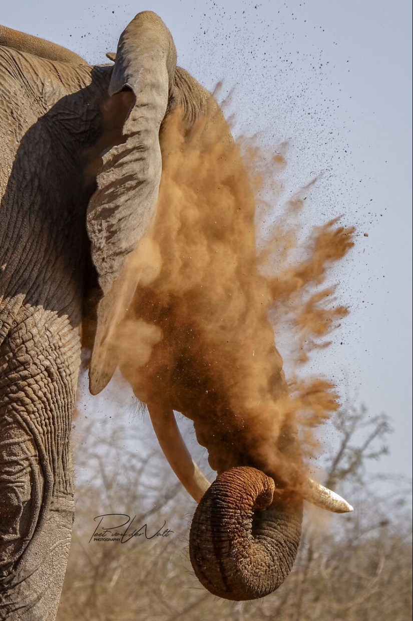 Soy un fotógrafo apasionado por la vida silvestre, la naturaleza y la conservación: aquí están mis 15 mejores fotos Soy un fotógrafo apasionado por la vida silvestre, la naturaleza y la conservación: aquí están mis 15 mejores fotos