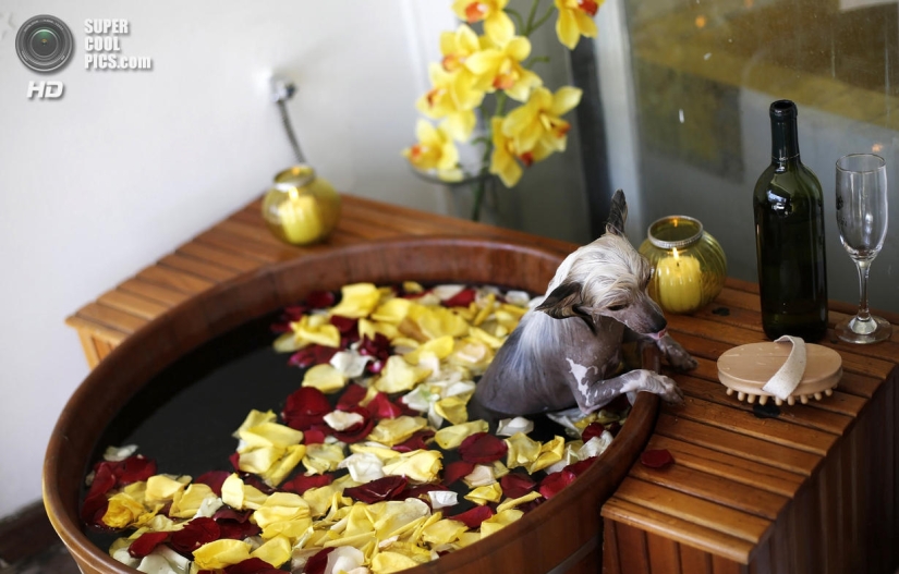 Spa treatments for dogs