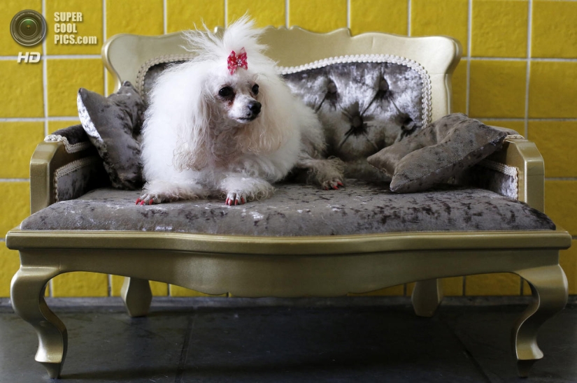 Spa treatments for dogs