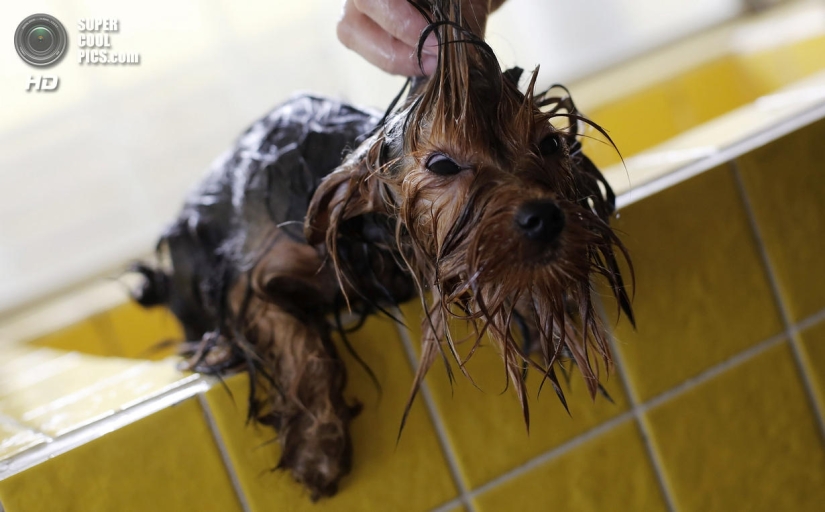 Spa treatments for dogs