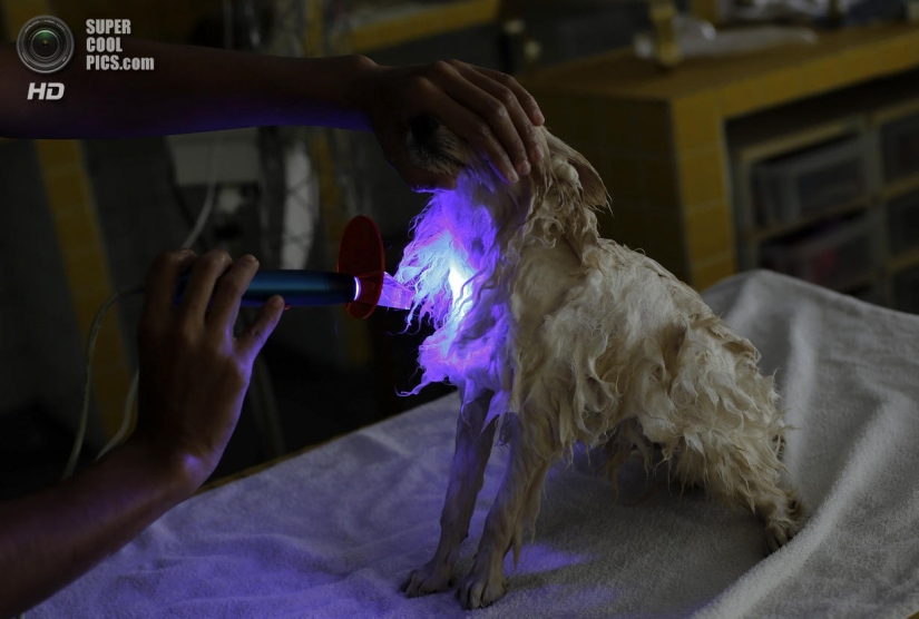 Spa treatments for dogs