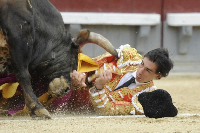 Spanish bulls win historic victory