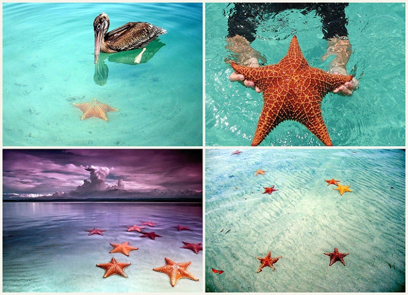 Starfish Beach - Boca del Drago