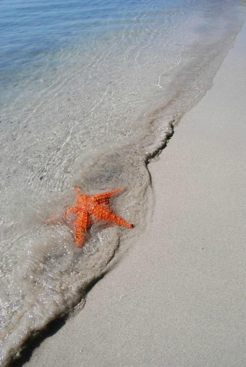 Starfish Beach - Boca del Drago