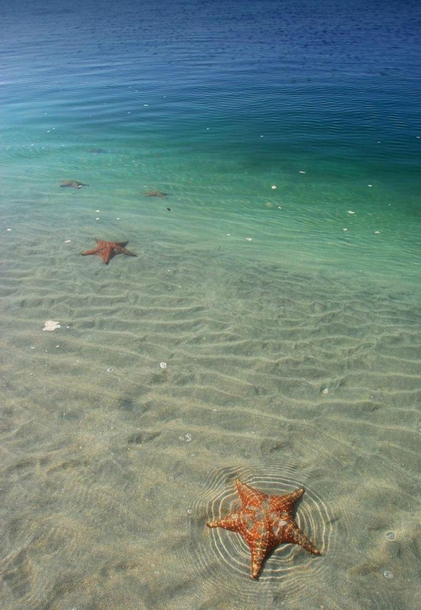 Starfish Beach - Boca del Drago