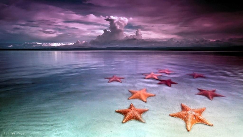 Starfish Beach - Boca del Drago