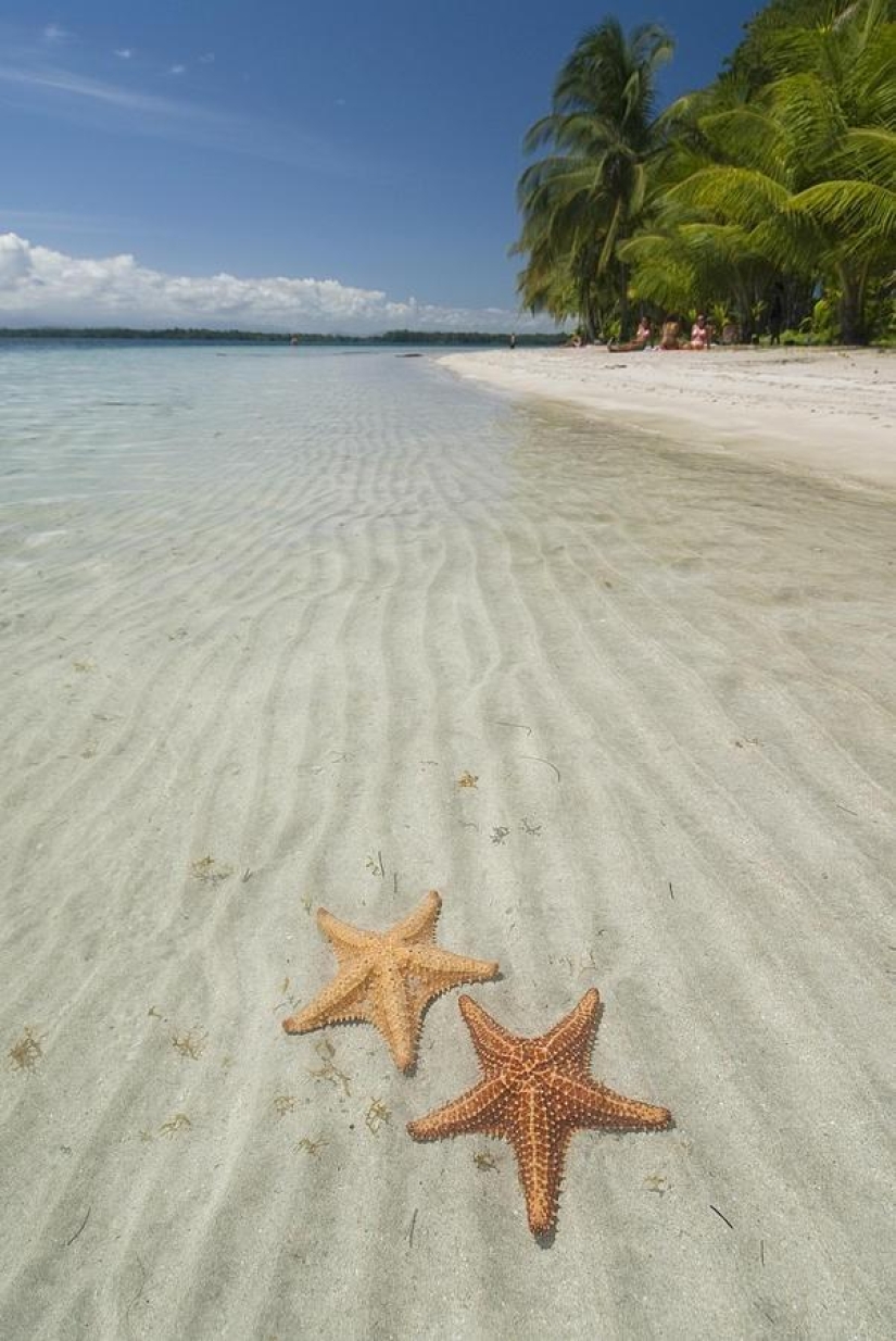 Starfish Beach - Boca del Drago